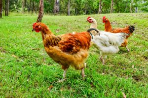 How to Raise Chickens in the Suburbs