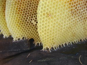 Waxworms typically eat beeswax, which has a similar structure to plastic