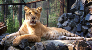 A liger hybrid in captivity