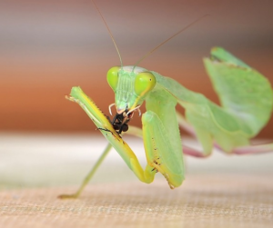 A praying mantis enjoying a fly