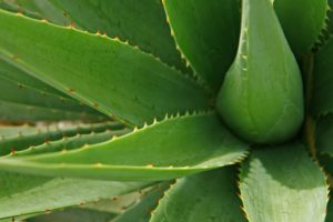 Aloe plant, which Method uses