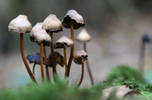 Mushrooms aren't the natural drug in town salema porgy