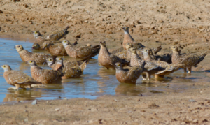Sandgrouse at a watering hole