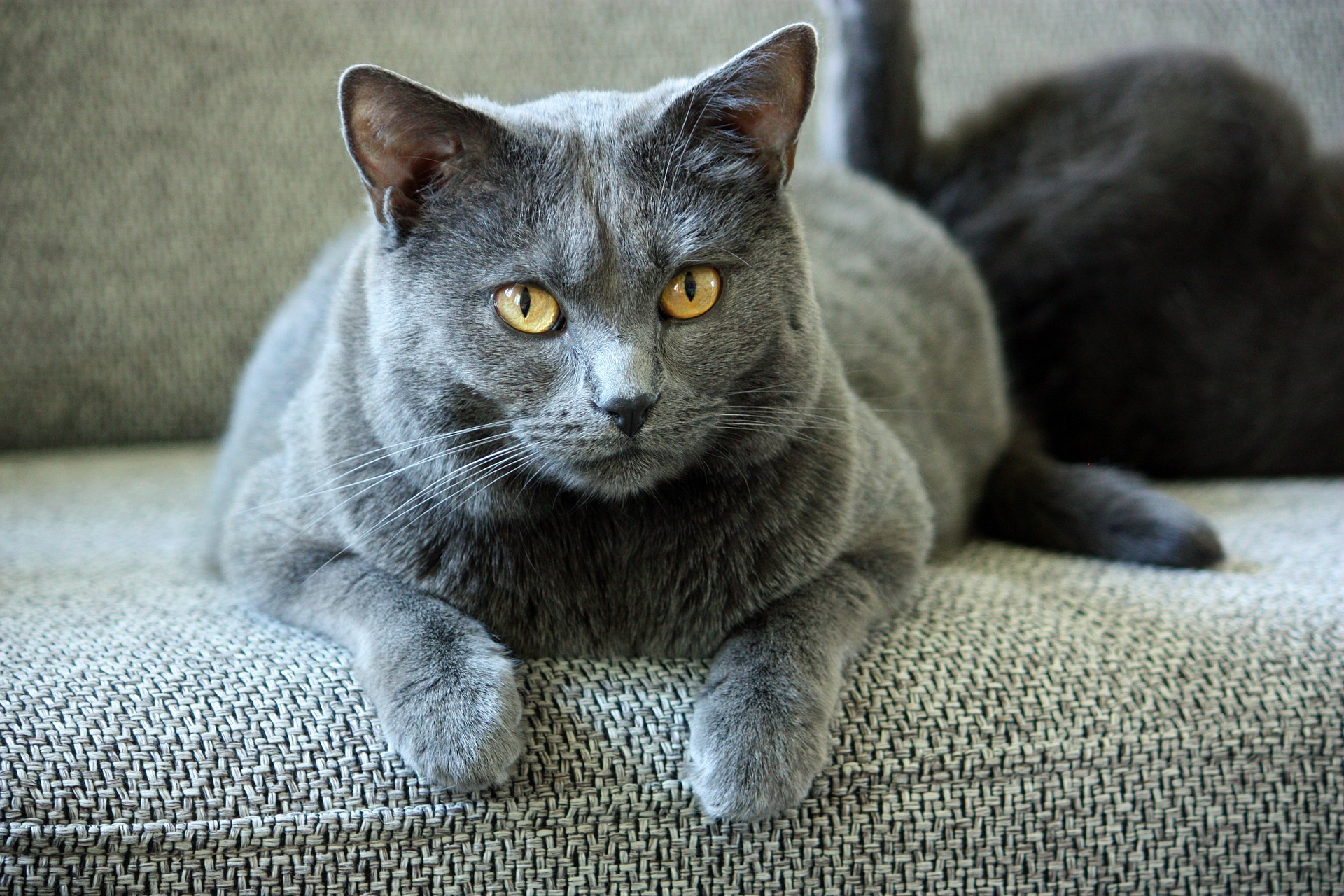 The Most Popular Cat Breeds - Gildshire Magazines