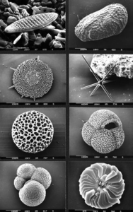 Example of marine microfossils