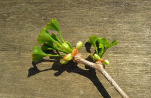 Ginkgo biloba leaf, a natural nootropic