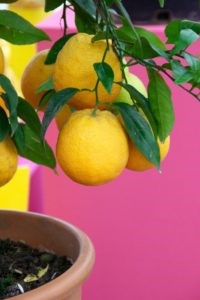 Meyer lemons