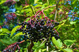 We have used elderberry for their health benefits for hundreds of years. 