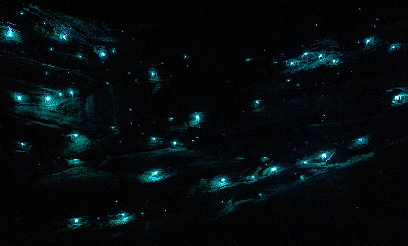 Waitomo caves is home to countless glow worms. Photo: John Hartanowicz