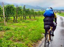 Pure joy, biking through the vines
