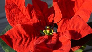 Gorgeous poinsettias are one of the richest Christmas traditions.