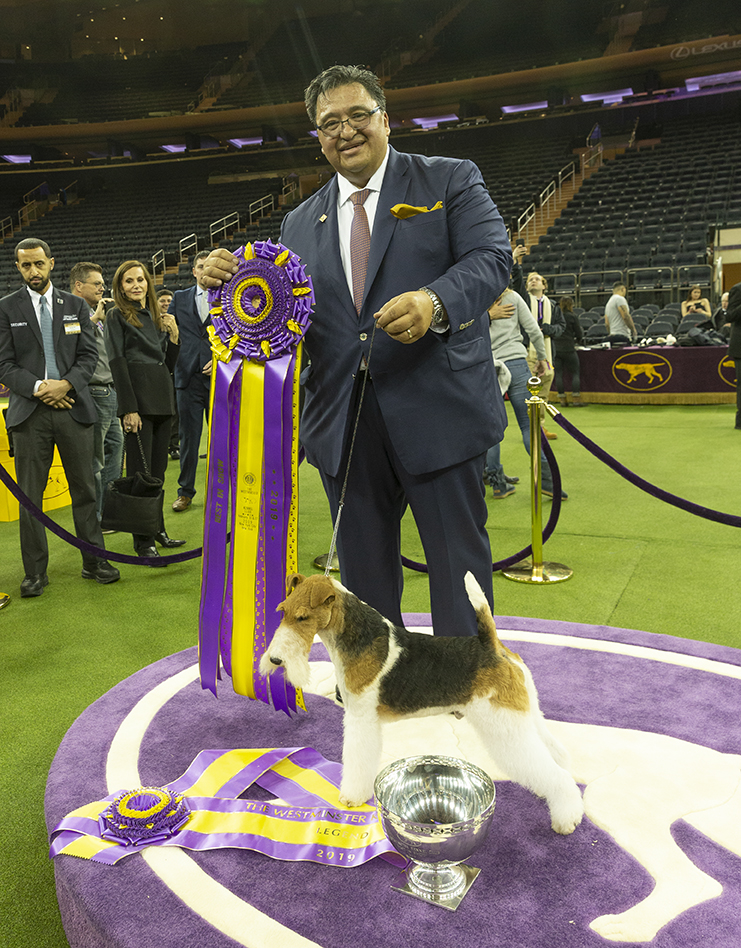 Wire Fox Terrier Claims The Westminster Dog Show Throne