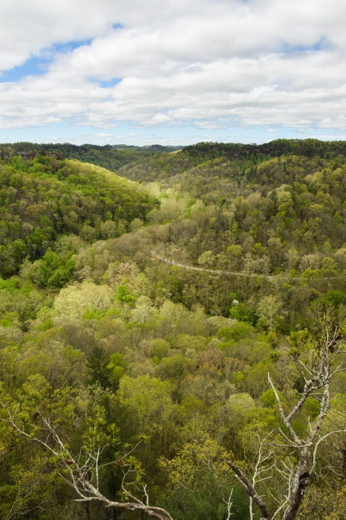 A road meanders through the tree-topped hills just outside Lexington.