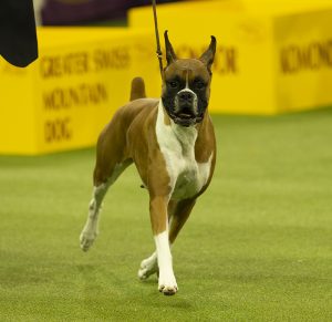 Westminster Kennel Club Best in Show on TV