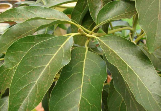 Avocado leaf tea has plenty of health benefits