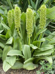 Eucomis pallid flora, or “Giant Pineapple Lily