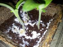 Houseplant mold on soil