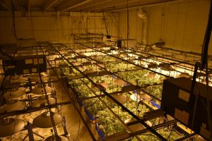 Lights for growing cannabis